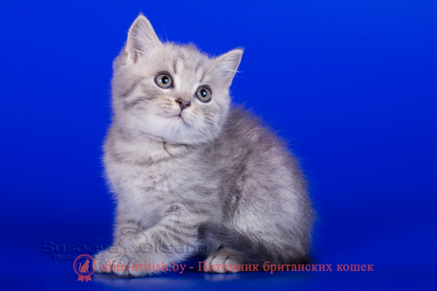 Британские котята, голубой пятнистый окрас, помет от 7.07.2018