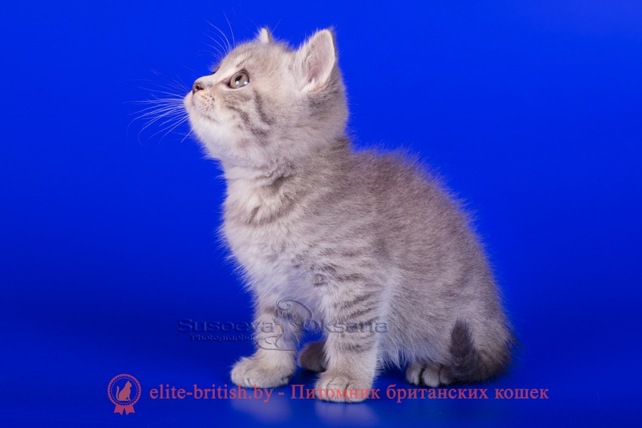 Британские котята, голубой пятнистый окрас, помет от 7.07.2018