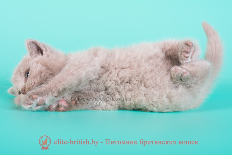 Британские котята лилового окраса, помет "D" от 13.09.2018