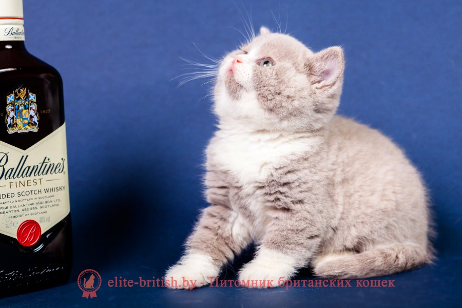 Британский котенок лилового биколор (персикового окраса)