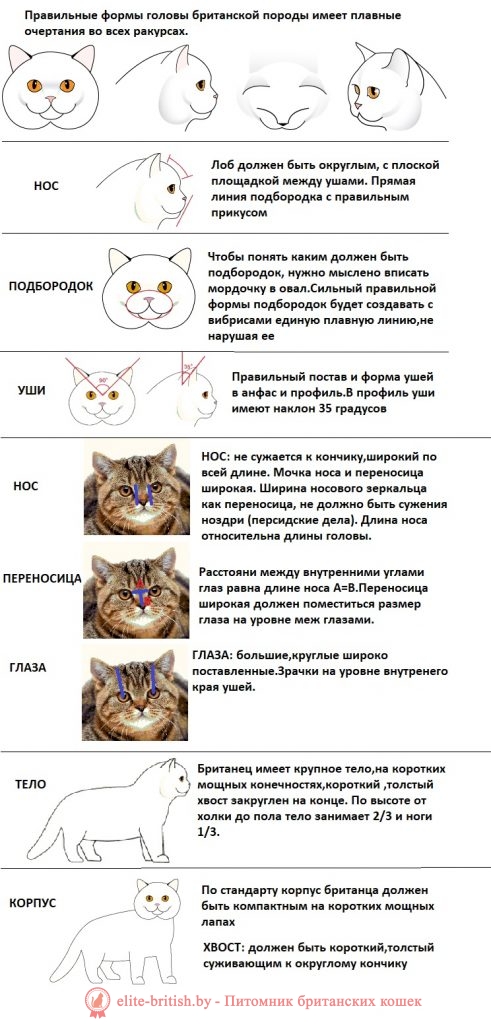 Определение породы кошки по фото онлайн бесплатно без регистрации и смс