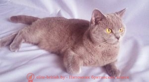 Британская кошка лилового окраса Мать Ch. Cappuchino Crey Sharm BY окрас с