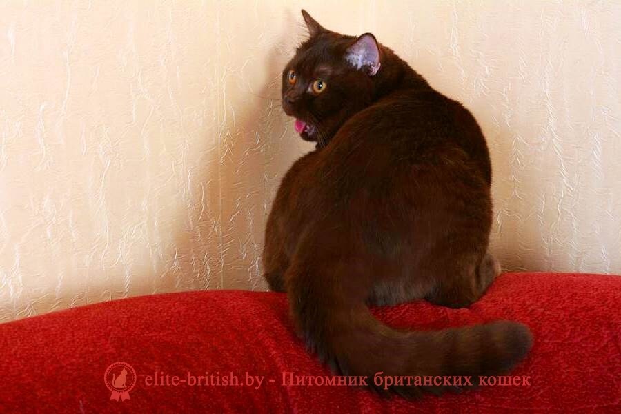 Вязка британского кота шоколадного CH. Yaguar