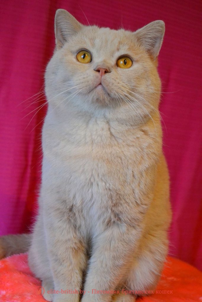 Улис - Британский кот кремового окрас