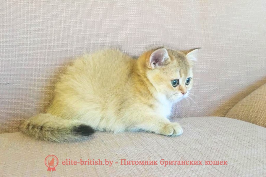 Пенелопа - золотая шиншилла, британские котята, помет от 31.07.2018