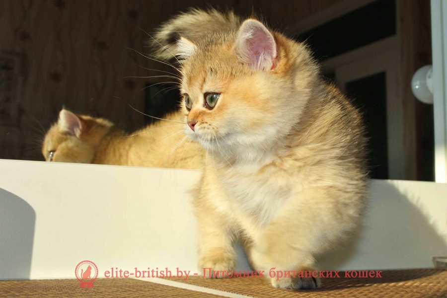 Патрик - золотая шиншилла, британские котята, помет от 31.07.2018