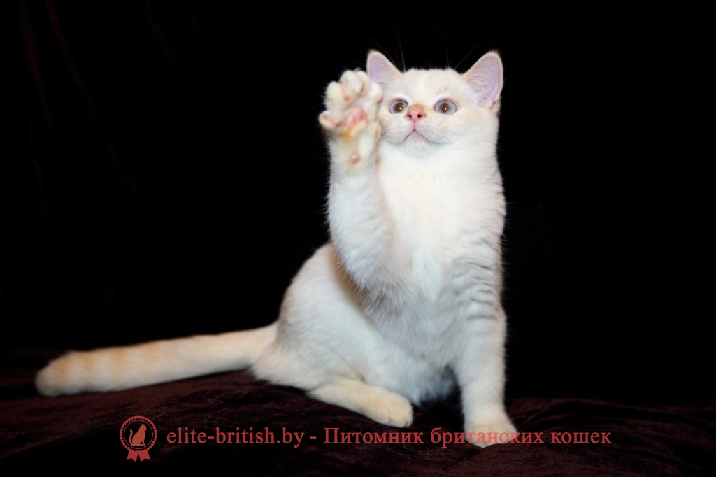 Британский котенок красный табби пойнт с голубыми глазами Ниссан от 22.04.2018г
