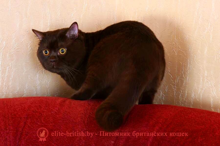 Вязка британского кота шоколадного CH. Yaguar
