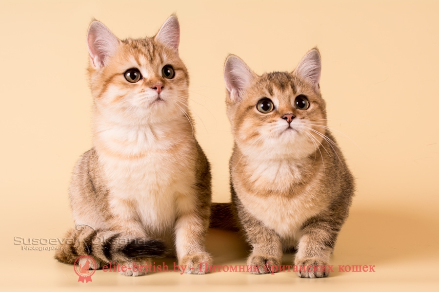 Фаина и Фиона - золотая шиншилла, британские котята, помет от 17.06.2018