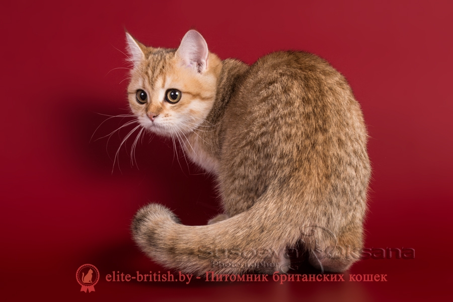 Фаина и Фиона - золотая шиншилла, британские котята, помет от 17.06.2018