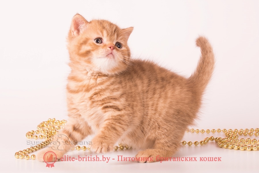 Британский котенок - циннамон пятнистый мальчик Nael', помет "N"от 31.08.2018