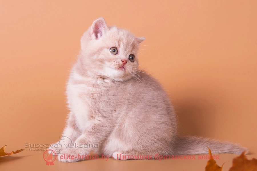 Британский котенок - фавн мраморный мальчик Ньютон, помет "N"от 31.08.2018
