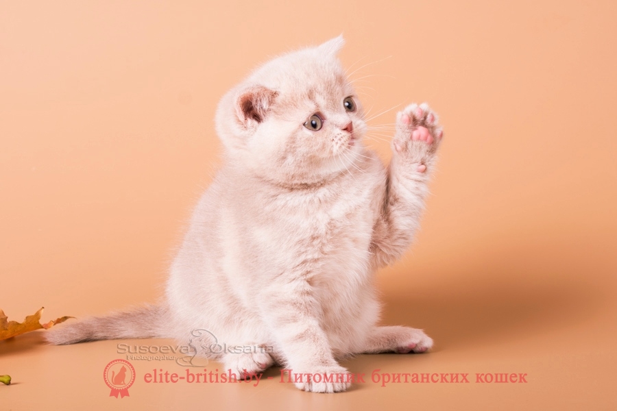 Британский котенок - фавн мраморный мальчик Ньютон, помет "N"от 31.08.2018