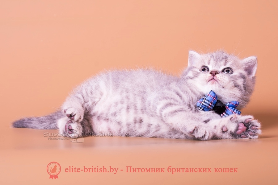 Британский котенок - голубой пятнистый мальчик NIKOLAS, помет "N"от 31.08.2018