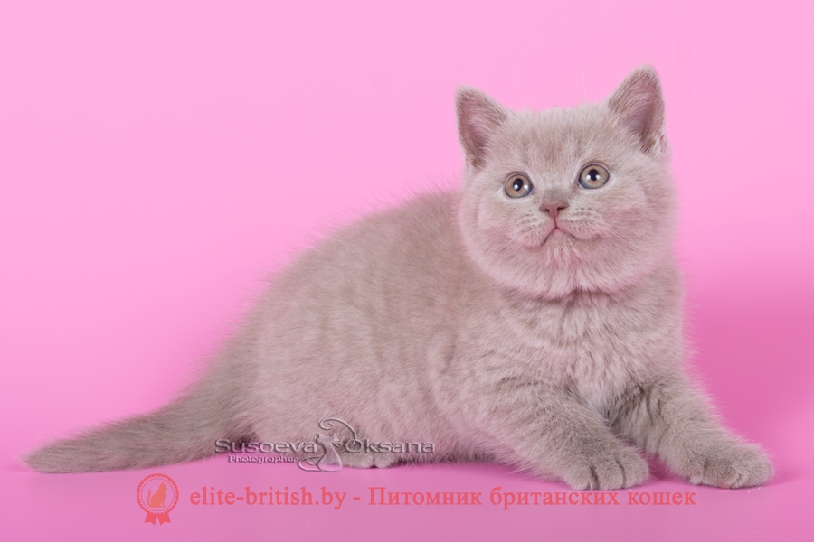 Британские котята лилового окраса, помет "D" от 13.08.2018