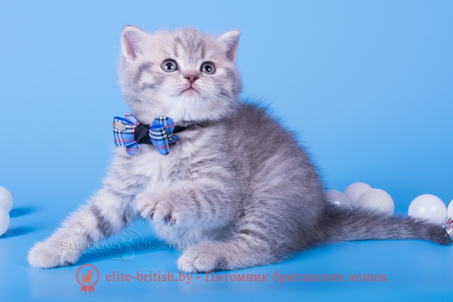 Британский котенок - голубой пятнистый мальчик NIKOLAS, помет "N"от 31.08.2018