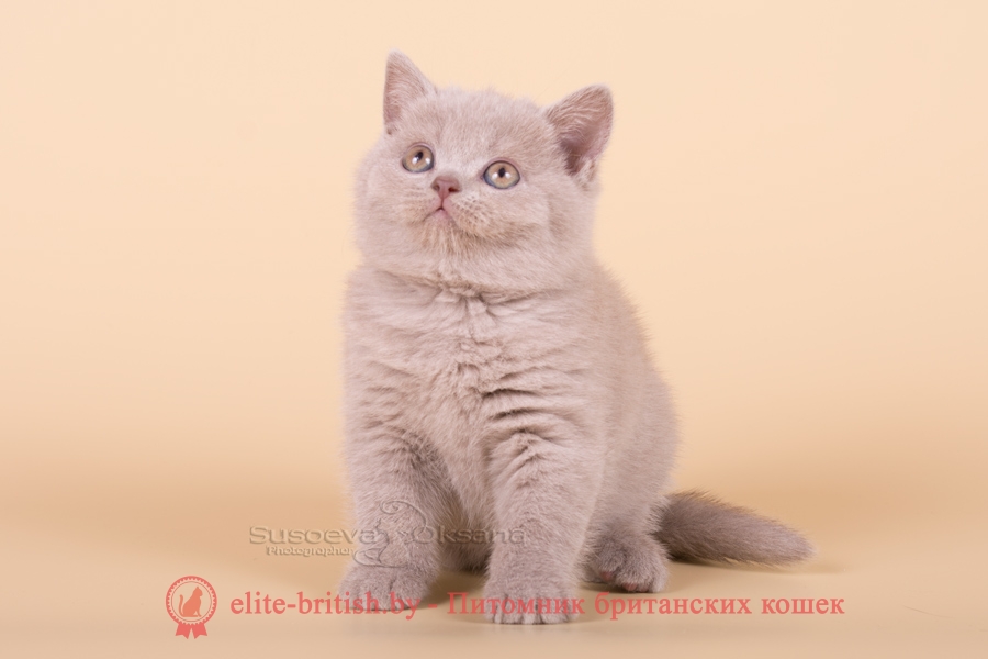 Британские котята лилового окраса, помет "D" от 13.08.2018