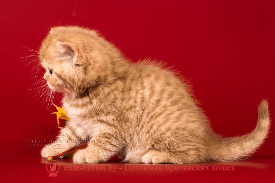 Британский котенок - циннамон пятнистый мальчик Nael', помет "N"от 31.08.2018