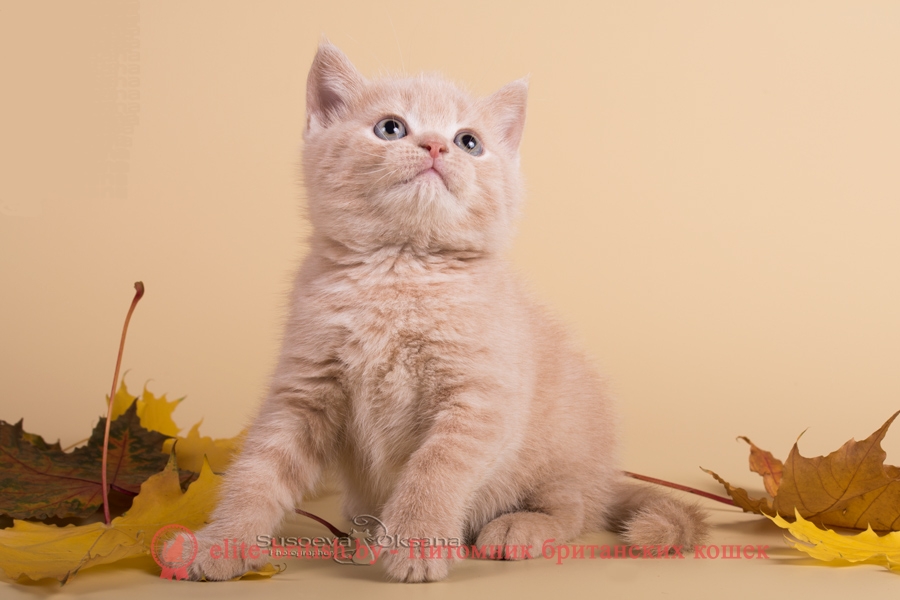 Британские котята кремового окраса, помет от 28.08.2018г