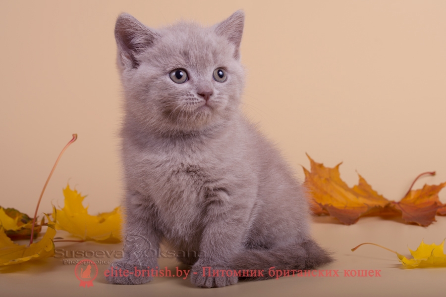 Британский котенок Элвис лилового окраса, помет от 28.08.2018г