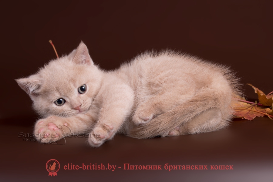 Британские котята кремового окраса, помет от 28.08.2018г