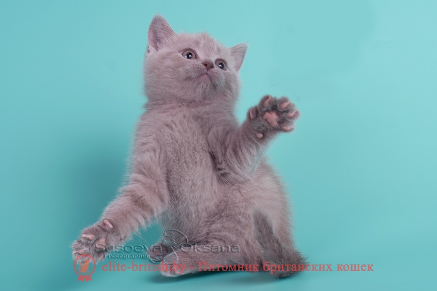 Британский котенок Элвис лилового окраса, помет от 28.08.2018г