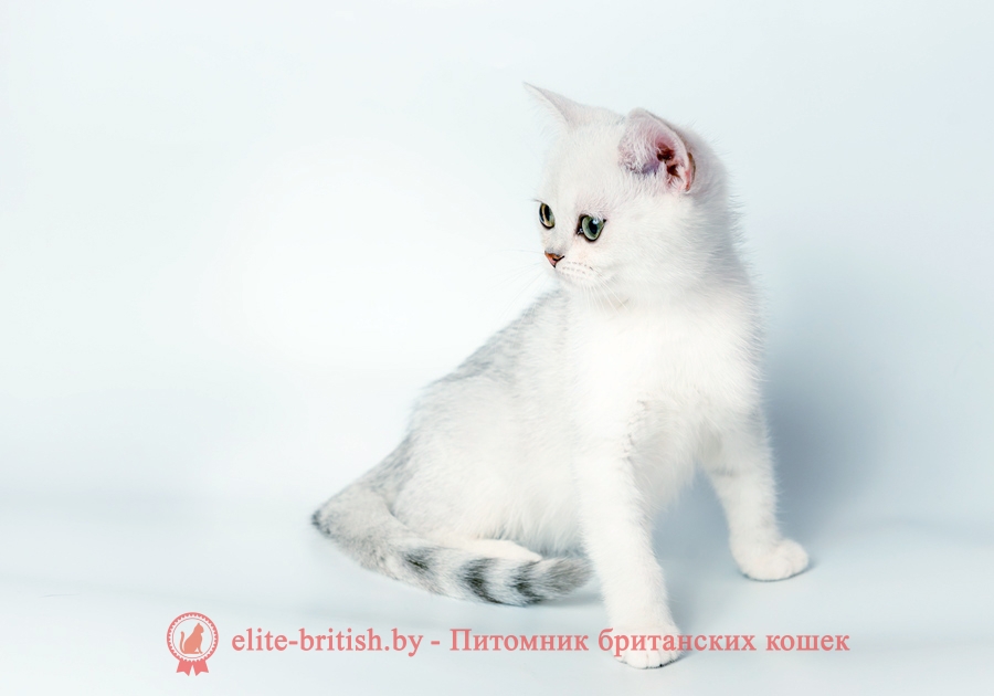 Оникс и Орландо - Британские котята, серебристый затушеванный окрас, от 22.06.2018г