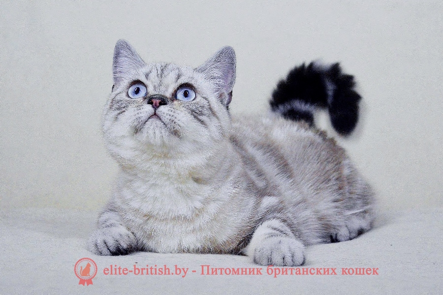Британский котенок пойнт табби окраса Hammy Irabell (Хэмми)