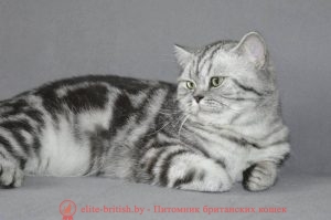 Британская кошка Tame Deity Zuzanna (BRI ns 22 64)