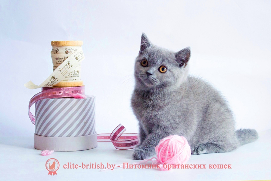 Британские котята голубого окраса, помет от 24.07.2018
