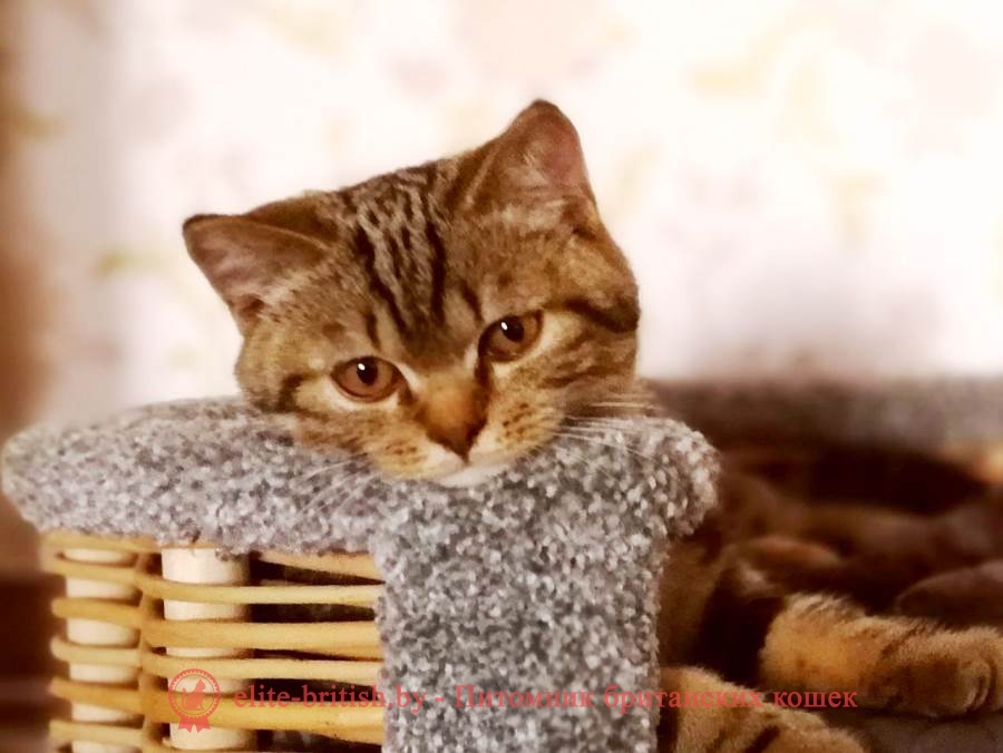 Максимус - Британские котята помет от 26.05.2018, окрасы шоколадный мрамор
