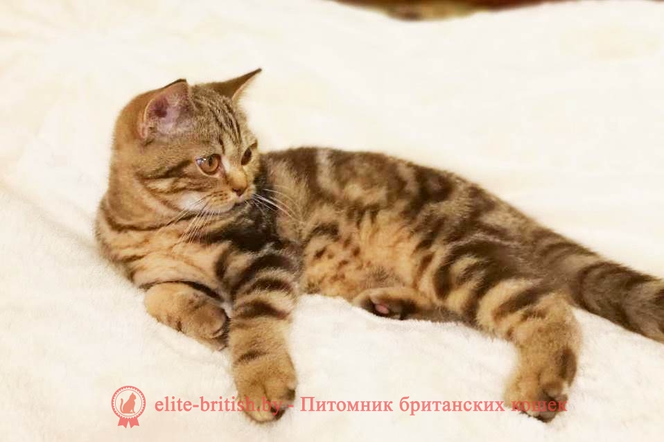 Максимус - Британские котята помет от 26.05.2018, окрасы шоколадный мрамор