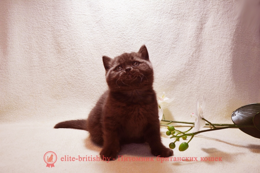 шоколадные британцы фото, британские кошки шоколадного окраса фото, британские шоколадные котята фото, британские кошки шоколадный окрас, шоколадный британец, британская шоколадная кошка фото, британский шоколадный кот фото, купить британского котенка шоколадного окраса, котенок британец шоколадный, шоколадные британцы котята фото, шоколадная британская кошка, шоколадный британский кот, британские коты шоколадного окраса, британские коты шоколадного окраса фото, британские котята шоколадного окраса фото, британец кот шоколадный, шоколадный британский котенок, британский котенок шоколадного окраса, шоколадные британские котята купить, британский вислоухий шоколадный котенок, купить шоколадного котенка британца, кошки британцы шоколадные, шоколадные британцы купить, британцы окрас шоколадный, британец шоколадного цвета