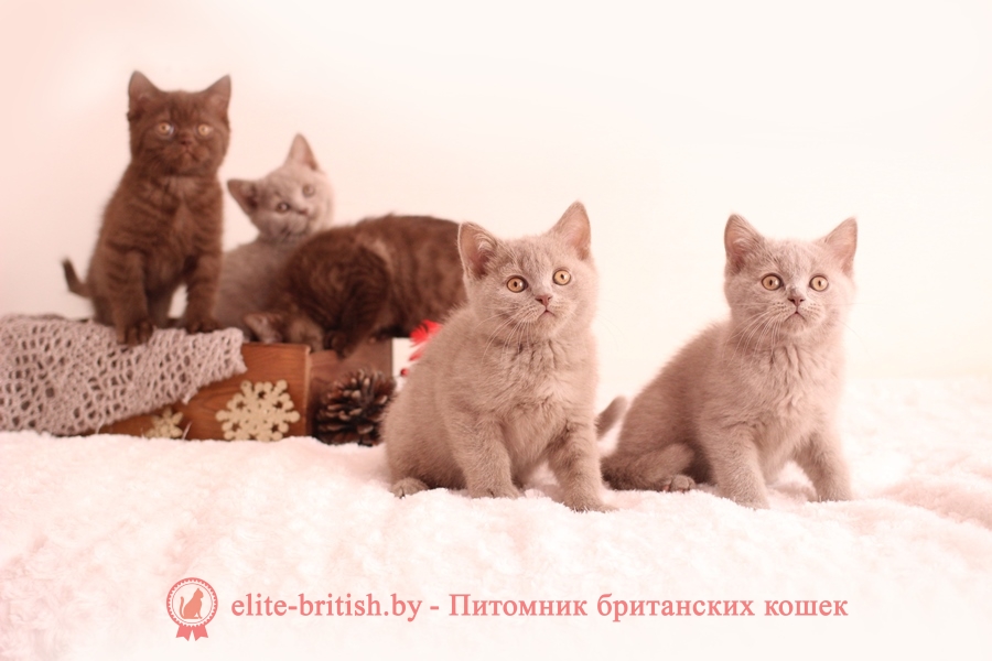 Британские котята лилового и шоколадного окраса, помет от 13.09.2018