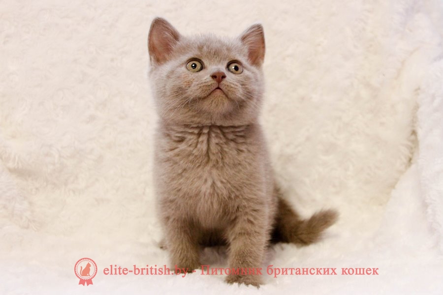 Британские котята лилового и шоколадного окраса, помет от 13.09.2018