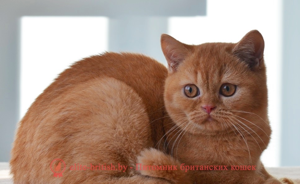 Красный окрас британских кошек: фото, стандарт окраса. Красные (рыжие)  британцы. Фото британских красных (рыжих) котят, котов, кошек.