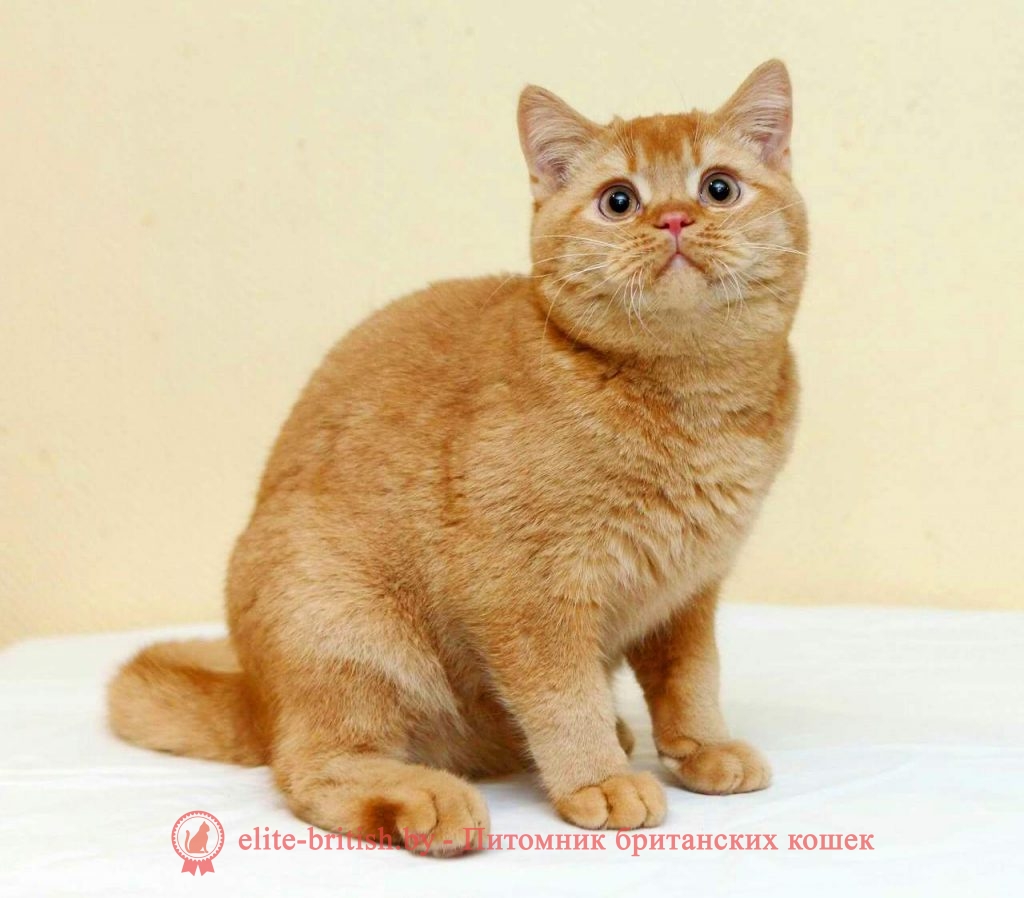 Рыжий британец: особенности и генетика редкого красного окраса шерсти кошек и его вариаций [Кошки cats]