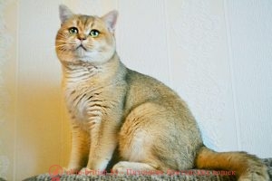 Британский кот, окрас золотая шиншилла