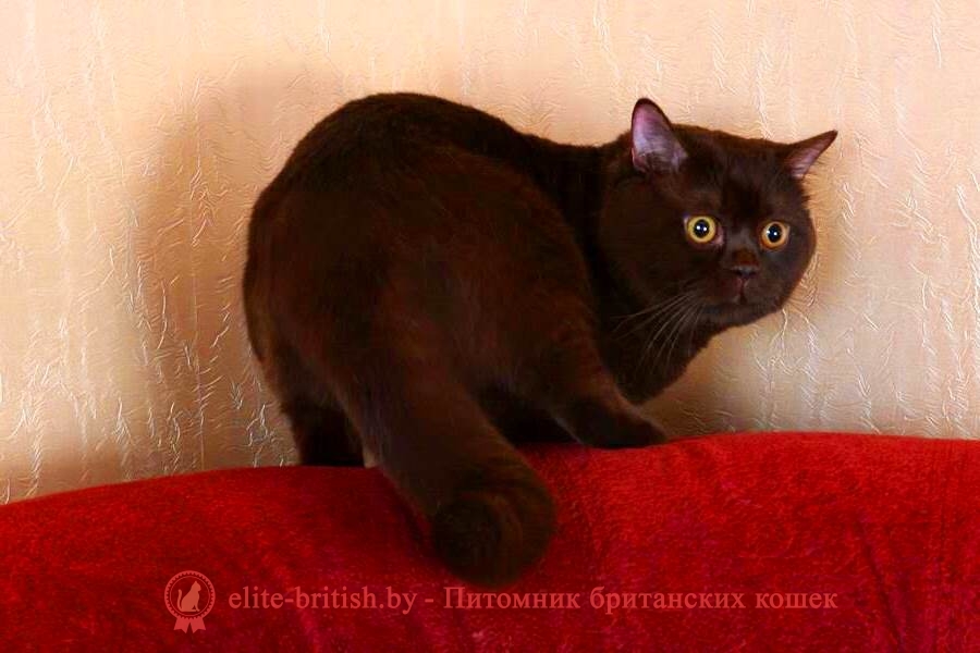 шоколадный йорк коты фото