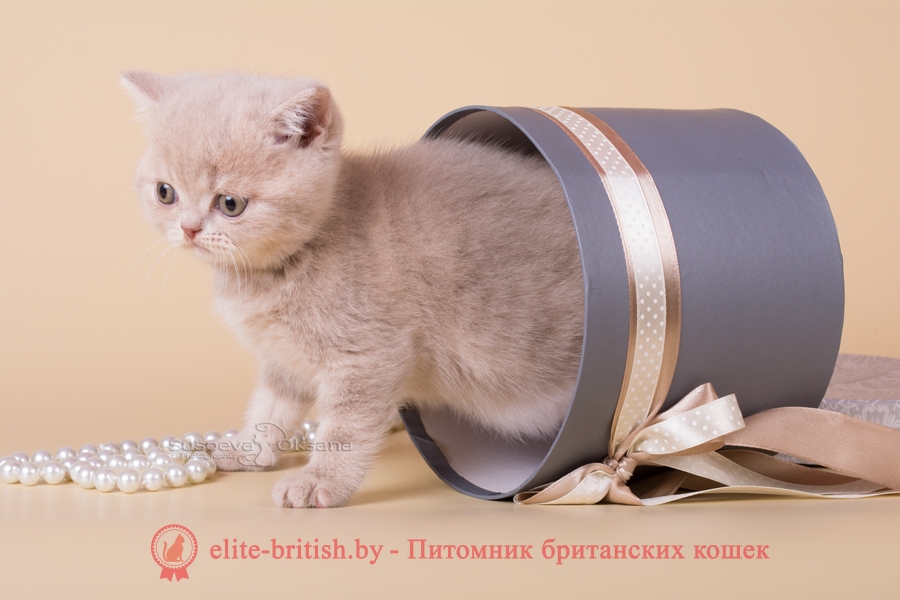 британская кошка фавн, британский кот фавн, британцы фавн, окрас фавн британских кошек, британская кошка фавн, британский кот фавн, британцы фавн, окрас фавн британских кошек