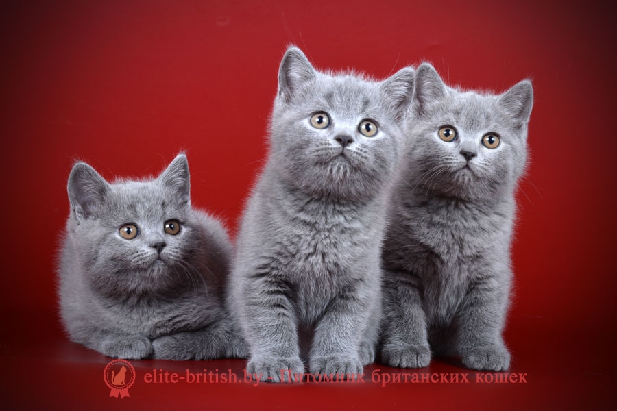 британский голубой, британская голубая, голубой британец, голубые британцы, кошка британская голубая, британская голубая фото, британский голубой фото, британские голубые коты, голубой британский кот, британские голубые котята, британский голубой котенок, голубой британец фото, голубые британцы фото, британская голубая кошка фото, фото британской голубой кошки, голубые британцы котята, котята голубой британец, голубой британец кот, коты голубые британцы, британские голубые коты фото, голубой британский кот фото, голубой британский котенок фото, голубые британские котята фото, порода британская голубая, порода британский голубой, британский короткошерстный голубой, короткошерстная британская голубая, порода кошек британский голубой, порода кошки британская голубая, британские котята голубого окраса, британские котята голубой окрас, кошки голубой британец, британцы голубые котята фото, голубой британец котенок фото, голубой британец кот фото, фото кота британца голубого, британские кошки голубого окраса, голубой окрас британских кошек, британец голубого окраса, британский кот голубого окраса, британский кот окрас голубой, голубой окрас британцев, фото британских котят голубого окраса, фото британских котят окрас голубой, британская голубая короткошерстная кошка, голубая британская кошка основные сведения, британский короткошерстный голубой кот, британская голубая кошка описание породы, порода голубой британец, фото британских котов голубого окраса, фото британской кошки голубого окраса, британская кошка с голубыми глазами, сведения о британской голубой кошке, порода кошек голубой британец, британская голубая шиншилла, британские голубые плюшевые котята, британские котята короткошерстные голубые, голубой британец короткошерстный, британские голубой табби котята, британские котята с голубыми глазами, британская голубая характер, кошки голубой британец фото, кошки голубые британцы фото, питомник голубых британских кошек, британские коты с голубыми глазами, британский голубой короткошерстный кот фото, британец голубой плюшевый, британская голубая кошечка, британская голубая кошка особенности породы, британские голубые кошки характер, порода кошек британская голубая фото, характер британской голубой кошки, британская голубая короткошерстная кошка фото, голубой британец сведения, сколько стоит британская голубая кошка, британец белый с голубыми глазами, британская серо голубая кошка, британская длинношерстная голубая кошка, британская плюшевая голубая кошка, голубой мраморный британец, британская голубая чем кормить, голубой британец основные сведения, голубой британец особенности, британец серо голубой, британская голубая шартрез, голубой британский кот характер, порода котов голубой британец, голубой британец характер, голубые британцы характер, голубой тикированный британец, британская серая кошка, британская серая кошка порода, британский серый котенок, британец серый, котенок серый британец, серый британский кот, британские серо голубые котята, серый британец фото, как назвать серого британца, серо голубой британец, серые британцы коты, британские котята серые фото, британец серый кот фото, британские котята голубого окраса, британские котята голубой окрас, британские кошки голубого окраса, голубой окрас британских кошек, британский кот голубого окраса, британский кот окрас голубой, фото британских котят голубого окраса, фото британских котят окрас голубой, фото британских котов голубого окраса, фото британской кошки голубого окраса, британец голубого окраса, голубой окрас британцев, британец голубой фото, голубые британцы фото, британский кошки голубой, британская голубая кошка, кот британский голубой, коты британские голубые, британская голубая кошка фото, британской голубой кошки фото, голубые британские котята фото, британский голубой котенок фото, британский голубой кот фото, фото британского голубого кота, окрас британских котят голубой фото, британские котята голубого окраса фото, британцы коты фото голубые, кот голубой британец фото, британский голубой котенок, британские голубые котята, голубые британцы, голубой британец, британские коты голубого окраса фото, котенок британец голубой фото, котята голубые британцы фото, британец короткошерстный голубой, британец голубой кошки, британский кот голубого окраса, коты голубые британцы, кот британец голубой, британец голубого окраса, голубой окрас британцев, британская голубая короткошерстная кошка фото британский голубой короткошерстный кот, голубой биколор британец, британские котята короткошерстные голубые, британская кошка голубого окраса, голубой окрас британских кошек, британские котята голубой окрас, британский котенок голубого окраса, британец голубой мрамор, кошки голубой британец фото, фото кошек голубых британцев, британская короткошерстная голубая кошка, порода кошек голубая британская, котята британские плюшевые голубые, британские серо голубые котята, котята голубого британца, котенок голубой британец, серо голубой британец, голубой плюшевый британец, порода кошек британец голубой, британская кошка голубого окраса фото, британцы голубого окраса фото, серый британский кот фото