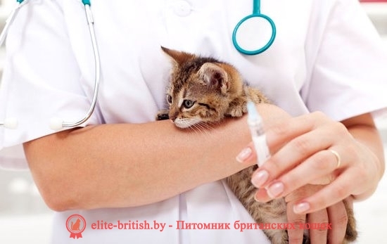 Какие прививки делают котятам и когда нужно делать первую прививку