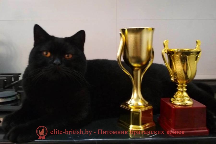Британская порода кошек черного окраса фото thumbnail