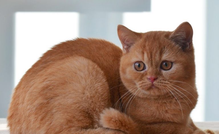 Котята фото красивые пушистые рыжие котята