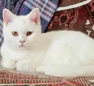Британская кошка белого окраса (BRI w ) Mila Bentley Mur'by