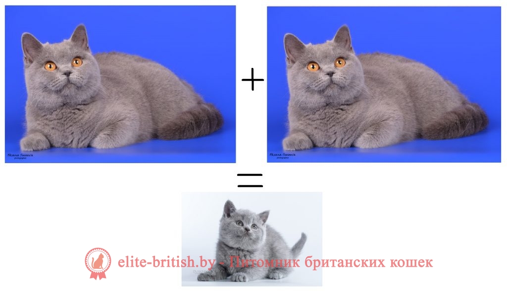 британский голубой, британская голубая, голубой британец, голубые британцы, кошка британская голубая, британская голубая фото, британский голубой фото, британские голубые коты, голубой британский кот, британские голубые котята, британский голубой котенок, голубой британец фото, голубые британцы фото, британская голубая кошка фото, фото британской голубой кошки, голубые британцы котята, котята голубой британец, голубой британец кот, коты голубые британцы, британские голубые коты фото, голубой британский кот фото, голубой британский котенок фото, голубые британские котята фото, порода британская голубая, порода британский голубой, британский короткошерстный голубой, короткошерстная британская голубая, порода кошек британский голубой, порода кошки британская голубая, британские котята голубого окраса, британские котята голубой окрас, кошки голубой британец, британцы голубые котята фото, голубой британец котенок фото, голубой британец кот фото, фото кота британца голубого, британские кошки голубого окраса, голубой окрас британских кошек, британец голубого окраса, британский кот голубого окраса, британский кот окрас голубой, голубой окрас британцев, фото британских котят голубого окраса, фото британских котят окрас голубой, британская голубая короткошерстная кошка, голубая британская кошка основные сведения, британский короткошерстный голубой кот, британская голубая кошка описание породы, порода голубой британец, фото британских котов голубого окраса, фото британской кошки голубого окраса, британская кошка с голубыми глазами, сведения о британской голубой кошке, порода кошек голубой британец, британская голубая шиншилла, британские голубые плюшевые котята, британские котята короткошерстные голубые, голубой британец короткошерстный, британские голубой табби котята, британские котята с голубыми глазами, британская голубая характер, кошки голубой британец фото, кошки голубые британцы фото, питомник голубых британских кошек, британские коты с голубыми глазами, британский голубой короткошерстный кот фото, британец голубой плюшевый, британская голубая кошечка, британская голубая кошка особенности породы, британские голубые кошки характер, порода кошек британская голубая фото, характер британской голубой кошки, британская голубая короткошерстная кошка фото, голубой британец сведения, сколько стоит британская голубая кошка, британец белый с голубыми глазами, британская серо голубая кошка, британская длинношерстная голубая кошка, британская плюшевая голубая кошка, голубой мраморный британец, британская голубая чем кормить, голубой британец основные сведения, голубой британец особенности, британец серо голубой, британская голубая шартрез, голубой британский кот характер, порода котов голубой британец, голубой британец характер, голубые британцы характер, голубой тикированный британец, британская серая кошка, британская серая кошка порода, британский серый котенок, британец серый, котенок серый британец, серый британский кот, британские серо голубые котята, серый британец фото, как назвать серого британца, серо голубой британец, серые британцы коты, британские котята серые фото, британец серый кот фото, британские котята голубого окраса, британские котята голубой окрас, британские кошки голубого окраса, голубой окрас британских кошек, британский кот голубого окраса, британский кот окрас голубой, фото британских котят голубого окраса, фото британских котят окрас голубой, фото британских котов голубого окраса, фото британской кошки голубого окраса, британец голубого окраса, голубой окрас британцев, британец голубой фото, голубые британцы фото, британский кошки голубой, британская голубая кошка, кот британский голубой, коты британские голубые, британская голубая кошка фото, британской голубой кошки фото, голубые британские котята фото, британский голубой котенок фото, британский голубой кот фото, фото британского голубого кота, окрас британских котят голубой фото, британские котята голубого окраса фото, британцы коты фото голубые, кот голубой британец фото, британский голубой котенок, британские голубые котята, голубые британцы, голубой британец, британские коты голубого окраса фото, котенок британец голубой фото, котята голубые британцы фото, британец короткошерстный голубой, британец голубой кошки, британский кот голубого окраса, коты голубые британцы, кот британец голубой, британец голубого окраса, голубой окрас британцев, британская голубая короткошерстная кошка фото британский голубой короткошерстный кот, голубой биколор британец, британские котята короткошерстные голубые, британская кошка голубого окраса, голубой окрас британских кошек, британские котята голубой окрас, британский котенок голубого окраса, британец голубой мрамор, кошки голубой британец фото, фото кошек голубых британцев, британская короткошерстная голубая кошка, порода кошек голубая британская, котята британские плюшевые голубые, британские серо голубые котята, котята голубого британца, котенок голубой британец, серо голубой британец, голубой плюшевый британец, порода кошек британец голубой, британская кошка голубого окраса фото, британцы голубого окраса фото, серый британский кот фото