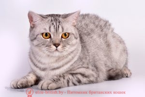 Британская кошка черного серебристого пятнистого окраса IC Prima Barbara Prus (BRI n 24 )