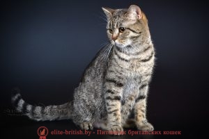 Британская кошка черного пятнистого окраса IC Penny Bonita Prus (BRI n 24 )