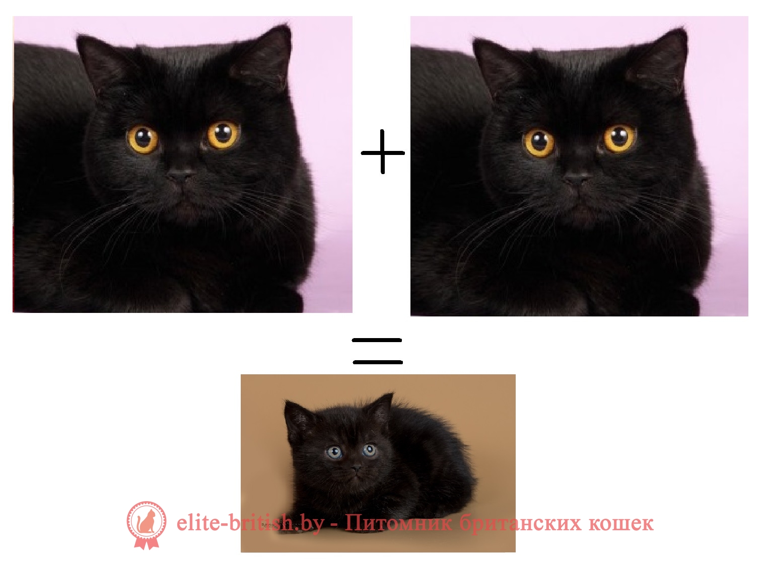 Как отличить черную. Черные котята от шотландской кошки. Британская кошка. Черный британец и шотландец отличия. Отличие британского черного кота.