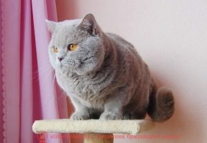 Британский кот лилового окраса CH. Emmanuil Bentley MurBY (BRI с)
